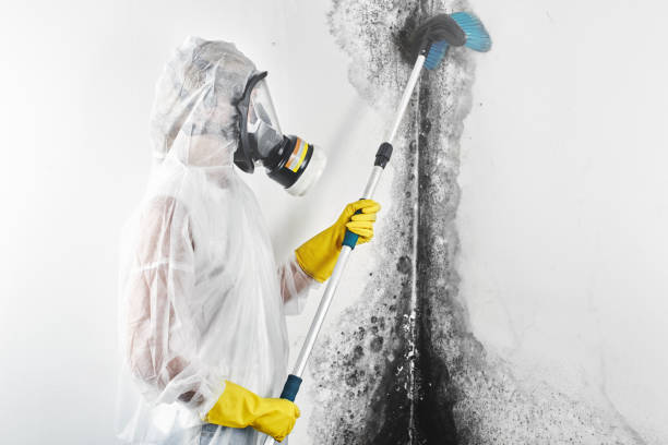 Best Airborne Mold Testing  in Caro, MI